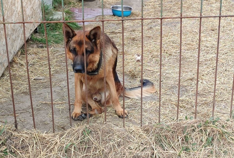 В Аткарске будут судить живодера, забившего собаку до полусмерти молотком В Аткарске будут судить живодера, забившего собаку до полусмерти молотком